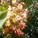 phoca_thumb_m_zajci mokady a  tic 92 Fotogalerie